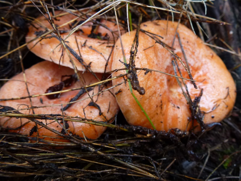 Lactarius deliciosus