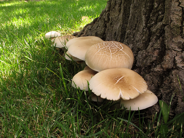 Agrocybe aegerita (seta de chopo)