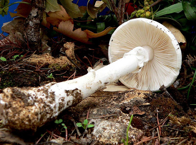 amanita verna