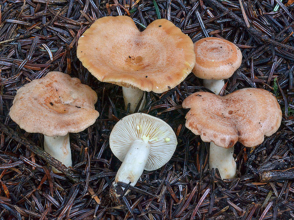 lactarius-chrysorreus