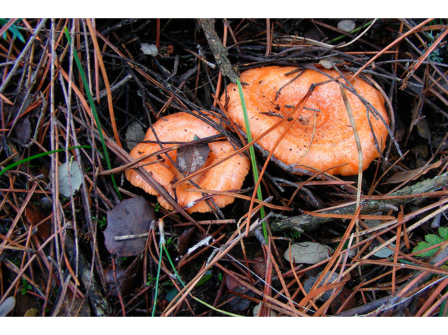 lactarius-deliciosus