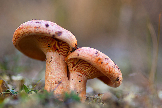 lactarius-deliciosus2