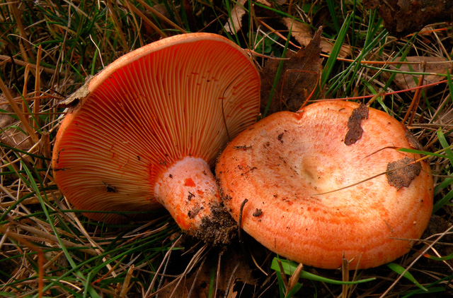 lactarius-deliciosus6