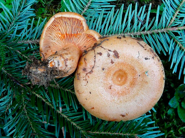 lactarius-salmonicolor