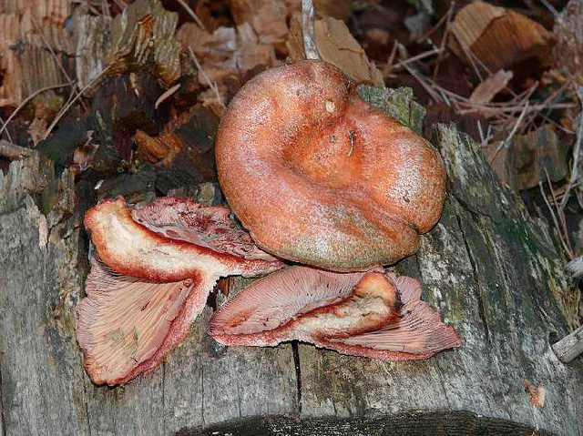lactarius-sanguifluus