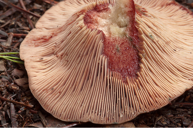 lactarius-sanguifluus1