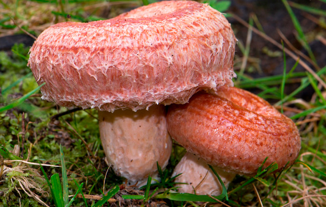 lactarius-torminosus