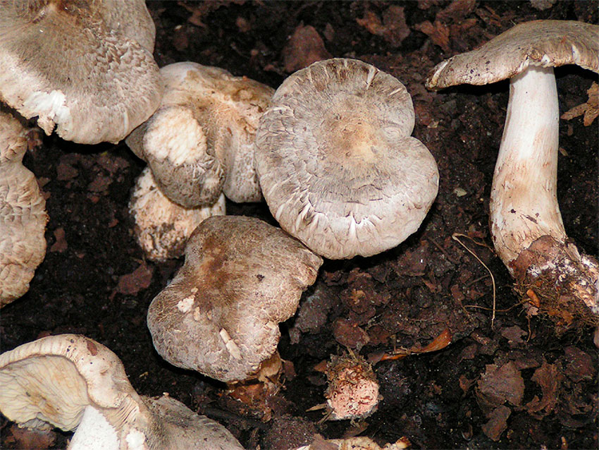 tricholoma pardinum