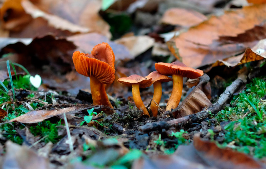 cortinarius orellanus