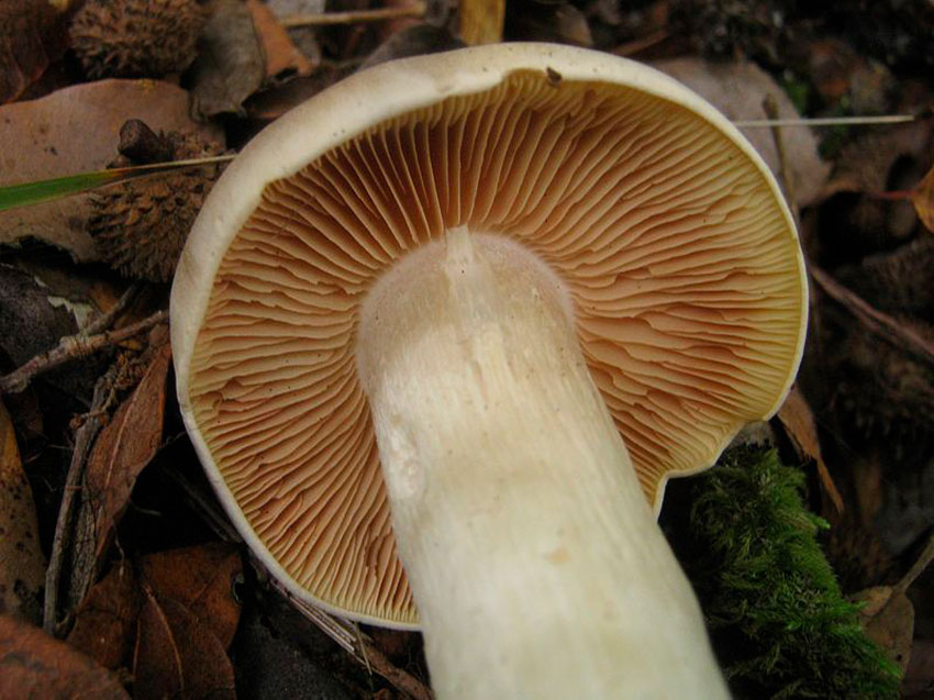 entoloma sinuatum