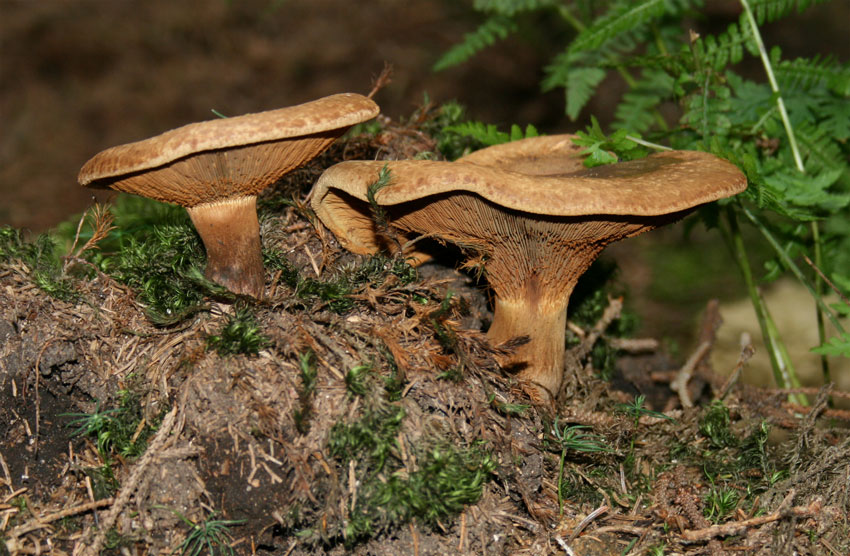 paxillus involutus - la casa de las setas