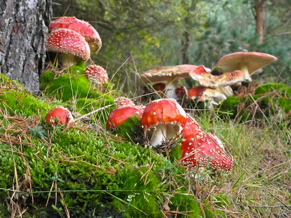 tipos de setas SETAS-EN-EL-BOSQUE