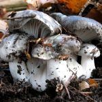 marzuelo-hygrophorus marzuolus-seta de ardilla-la casa de las setas