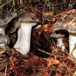 marzuelo-hygrophorus marzuolus-seta de ardilla-la casa de las setas
