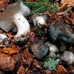 marzuelo-hygrophorus marzuolus-seta de ardilla-la casa de las setas