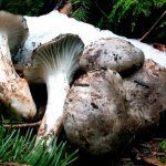 marzuelo-hygrophorus marzuolus-seta de ardilla-la casa de las setas