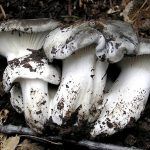 marzuelo-hygrophorus marzuolus-seta de ardilla-la casa de las setas