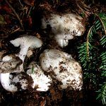 marzuelo-hygrophorus marzuolus-seta de ardilla-la casa de las setas