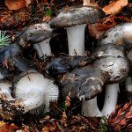 marzuelo-hygrophorus marzuolus-seta de ardilla-la casa de las setas