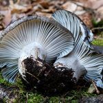 marzuelo-hygrophorus marzuolus-seta de ardilla-la casa de las setas