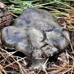 marzuelo-hygrophorus marzuolus-seta de ardilla-la casa de las setas
