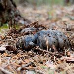 marzuelo-hygrophorus marzuolus-seta de ardilla-la casa de las setas