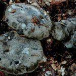 marzuelo-hygrophorus marzuolus-seta de ardilla-la casa de las setas