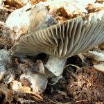 marzuelo-hygrophorus marzuolus-seta de ardilla-la casa de las setas