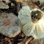 marzuelo-hygrophorus marzuolus-seta de ardilla-la casa de las setas