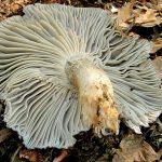 marzuelo-hygrophorus marzuolus-seta de ardilla-la casa de las setas