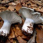 marzuelo-hygrophorus marzuolus-seta de ardilla-la casa de las setas