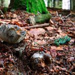 marzuelo-hygrophorus marzuolus-seta de ardilla-la casa de las setas