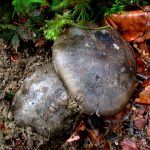 marzuelo-hygrophorus marzuolus-seta de ardilla-la casa de las setas