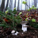 marzuelo-hygrophorus marzuolus-seta de ardilla-la casa de las setas