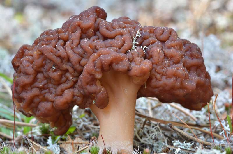 gyromitra-esculenta1
