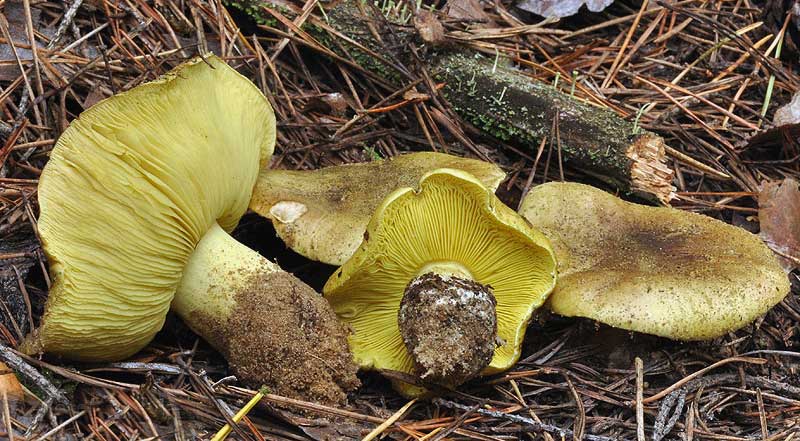 tricholoma-equestre1