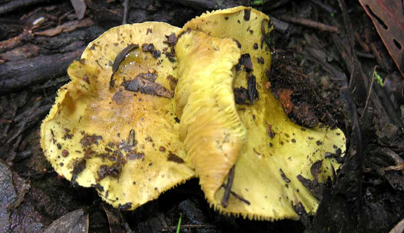 tricholoma-equestre3