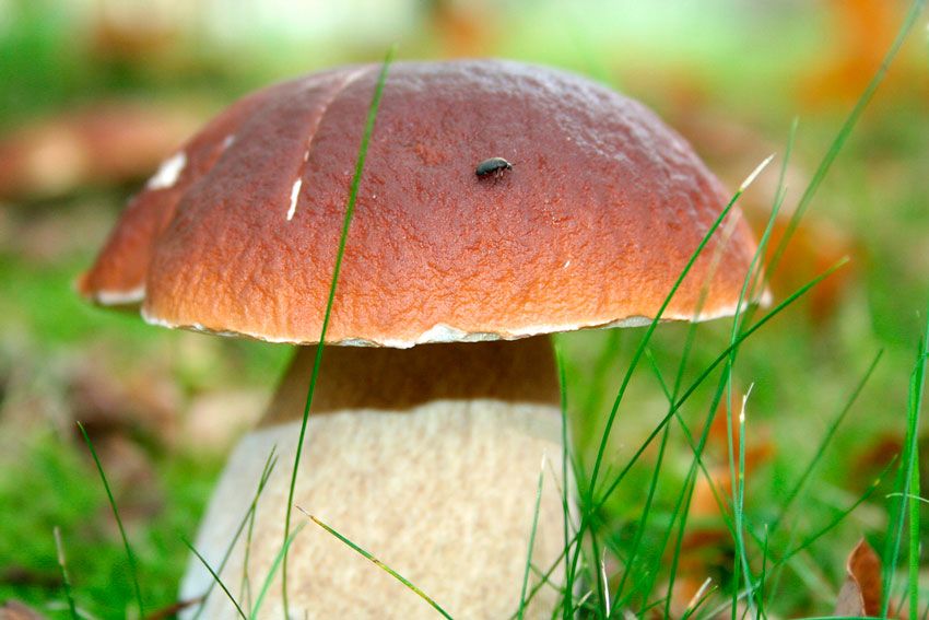 boletus-edulis-la-casa-de-las-setas