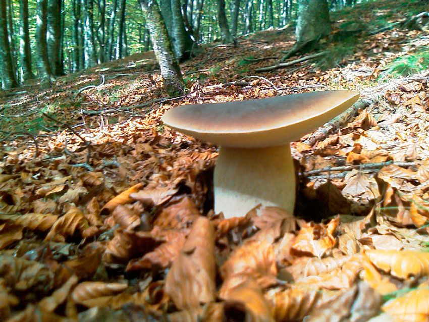 boletus-edulis-la-casa-de-las-setas