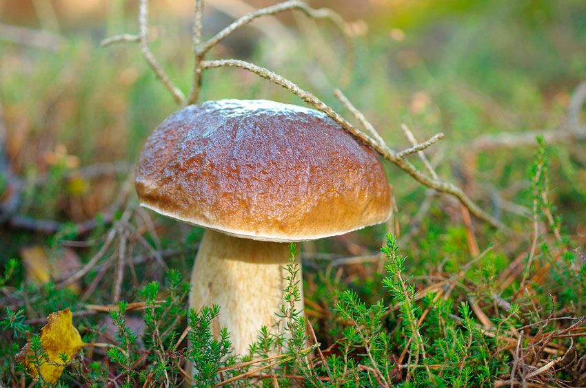 boletus-edulis-la-casa-de-las-setas