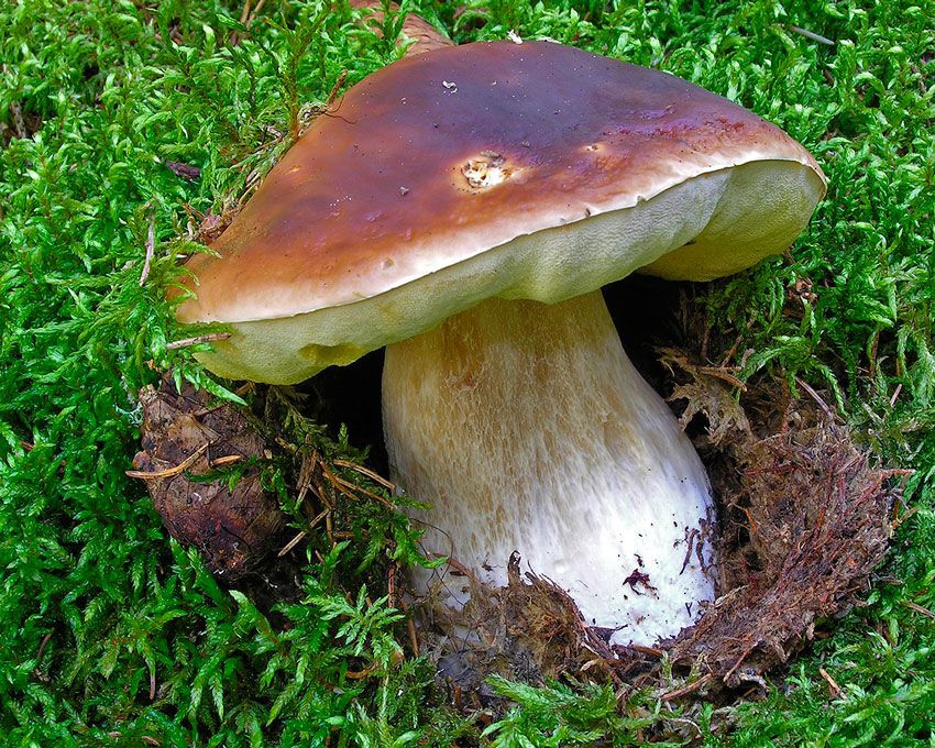 boletus-edulis-la-casa-de-las-setas