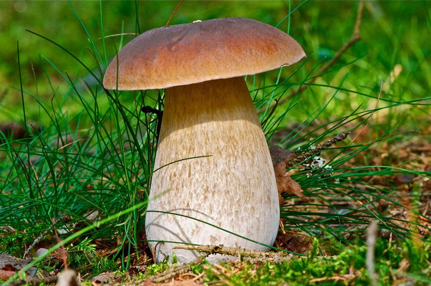 boletus-edulis-la-casa-de-las-setas