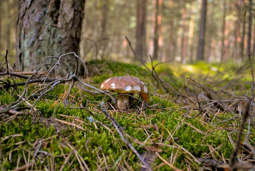 boletus-edulis-la-casa-de-las-setas