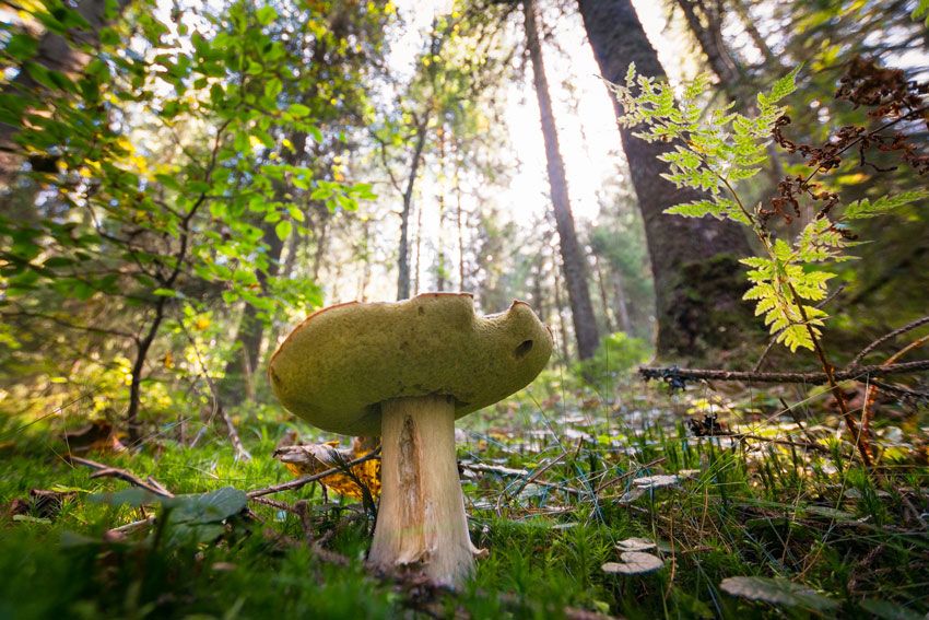 boletus-edulis-la-casa-de-las-setas