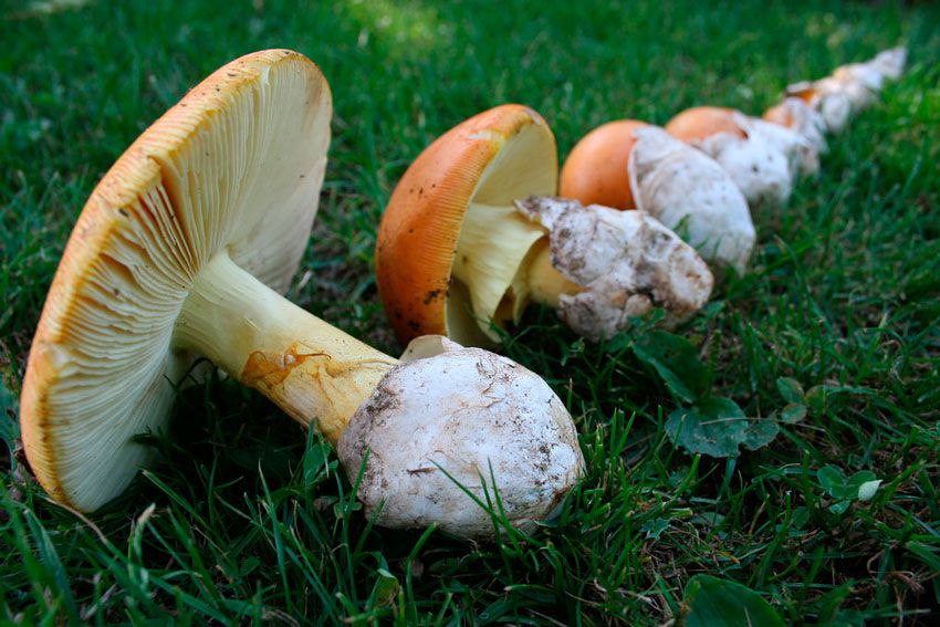 amanita caesarea - la casa de las setas