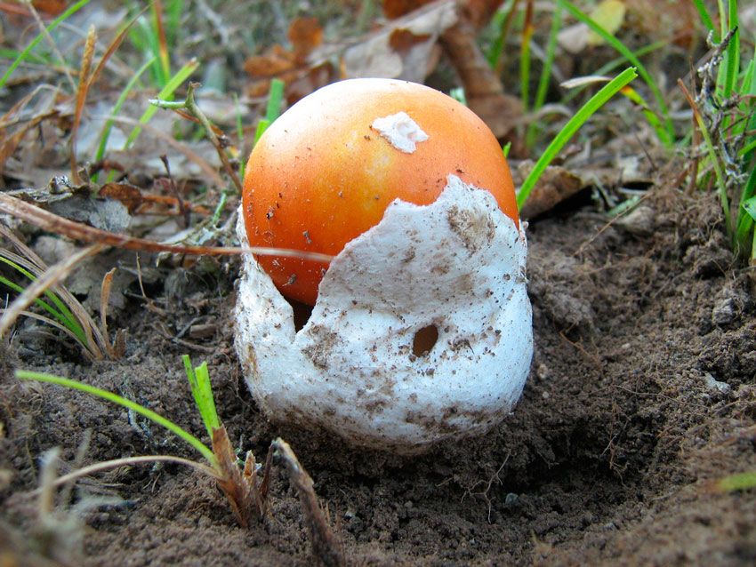 amanita caesarea - la casa de las setas