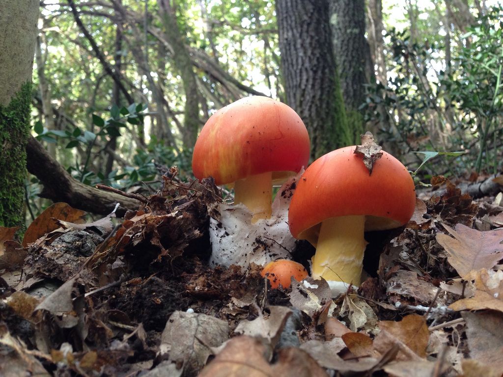 amanita caesarea - la casa de las setas