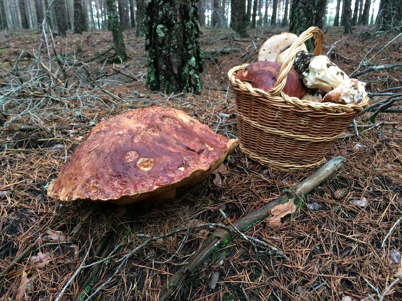 boletus pinicola de record