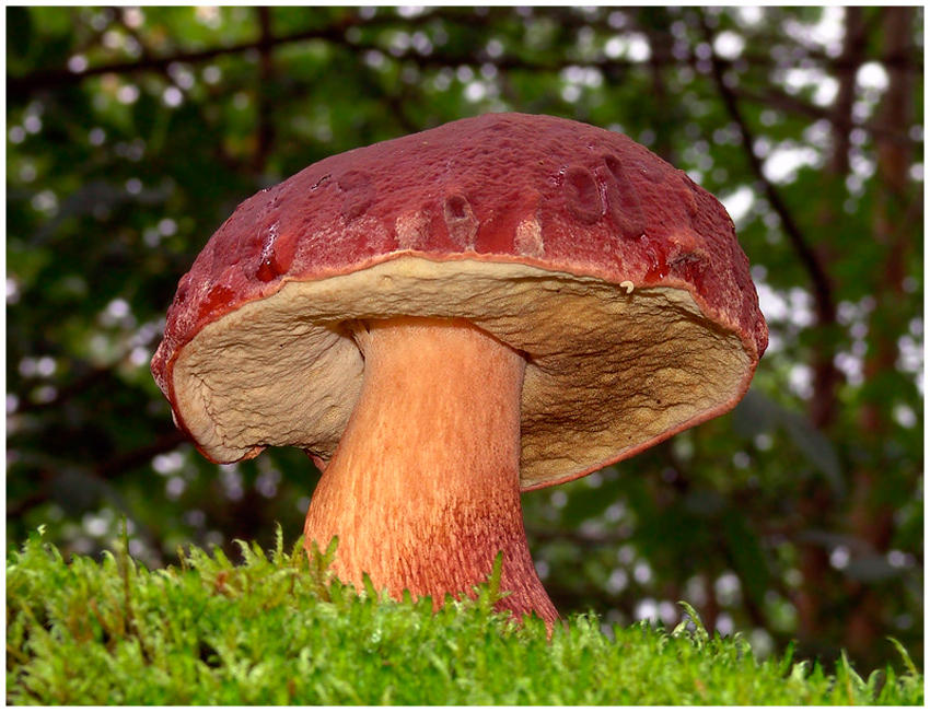 boletus pinicola