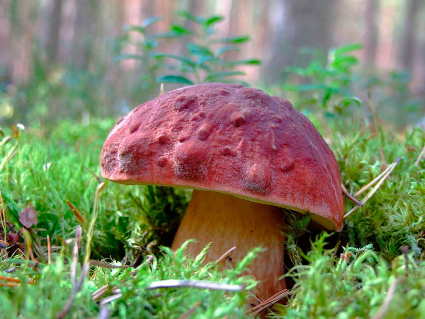boletus pinicola